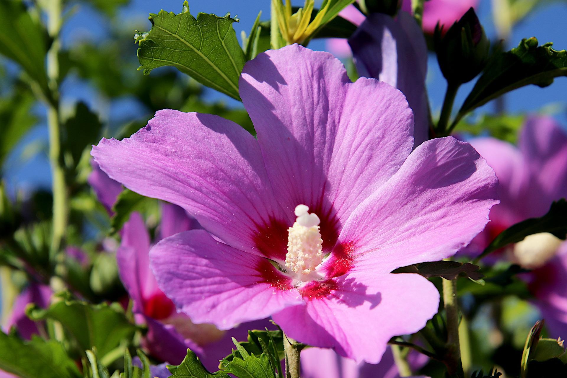 Jak Uprawia Hibiskus W Ogrodzie Deccoria Pl