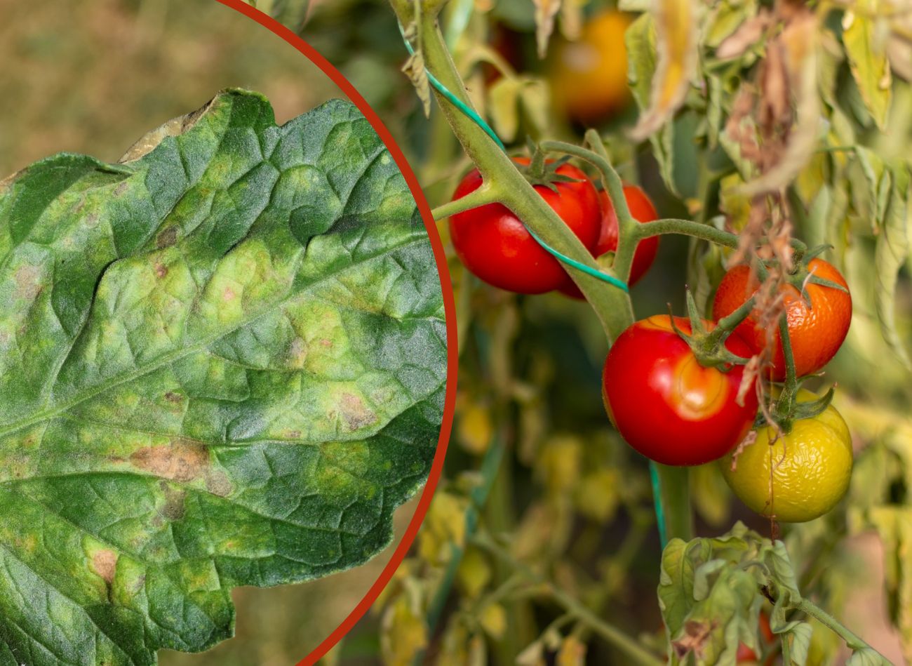 Najskuteczniejsze Sposoby Na Choroby Pomidor W Rozpoznanie I