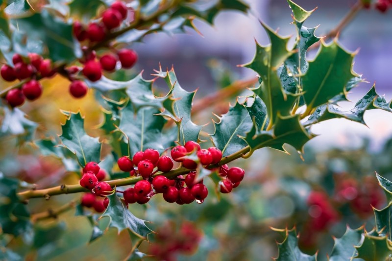 Ostrokrzew kolczasty Ilex aquifolium odmiany uprawa i pielęgnacja