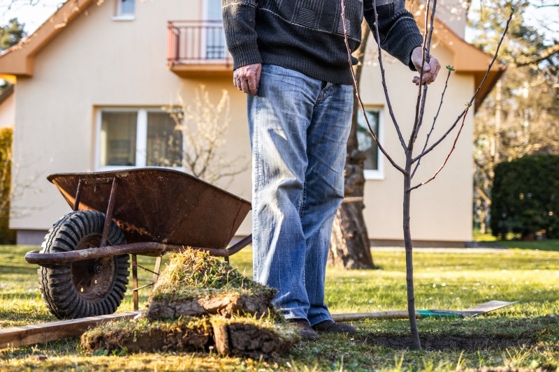 Jakie krzewy i drzewa owocowe można sadzić we wrześniu Przygotowanie