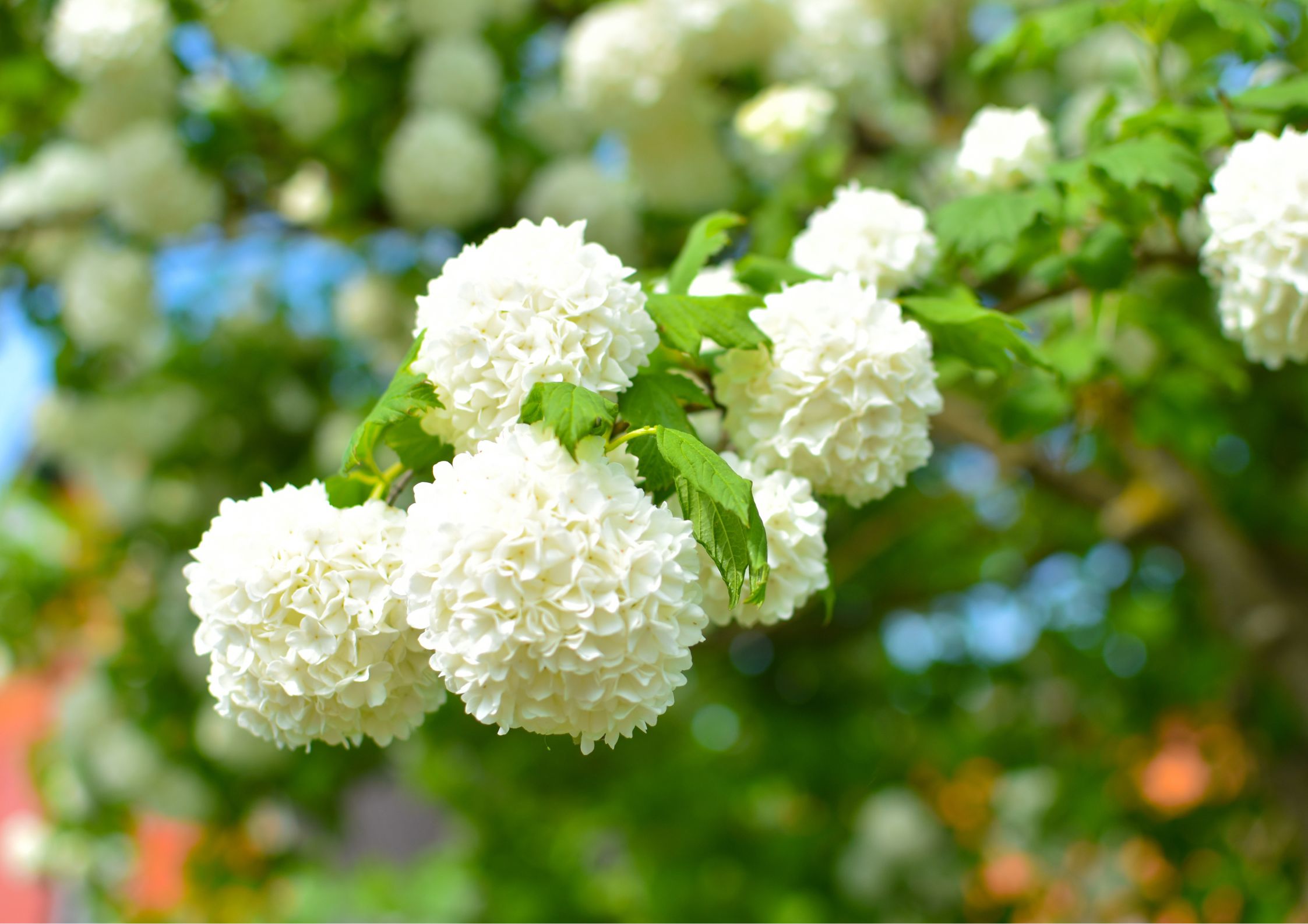 Kalina koralowa Viburnum opulus uprawa pielęgnacja stanowisko