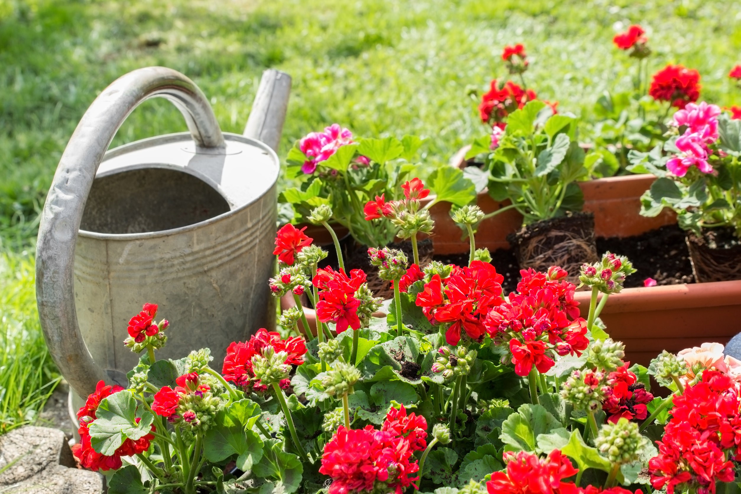 Jak Podlewa Pelargonie S Na To Sprawdzone Sposoby Deccoria Pl