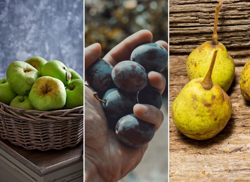 Moda na stare odmiany drzew owocowych powoli wraca.