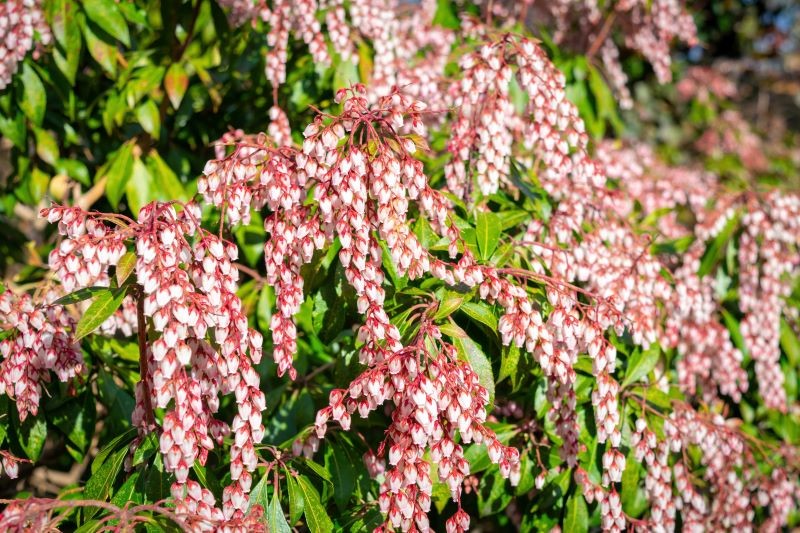 Pieris japoński do obfitego kwitnienia potrzebuje żyznej, kwaśnej i wilgotnej gleby oraz częściowo zacienionego stanowiska.