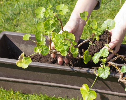 Jak wybierać pelargonie do przezimowania? Dzięki tej metodzie wytrwają do wiosny