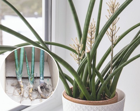 Sansewieria cylindryczna to ciekawa roślina doniczkowa. Jak ją uprawiać?