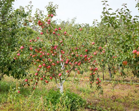 Naturalny i prosty sposób na ochronę jabłoni przed parchem. Oprysk mocznikiem nie będzie konieczny