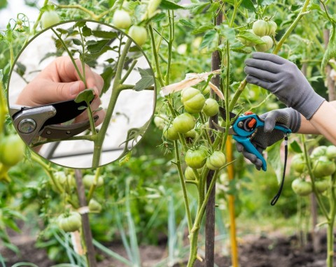 Cięcie prześwietlające pomidorów. Kiedy i jak wykonać? Jak cięcie prześwietlające poprawia jakość pomidorów?