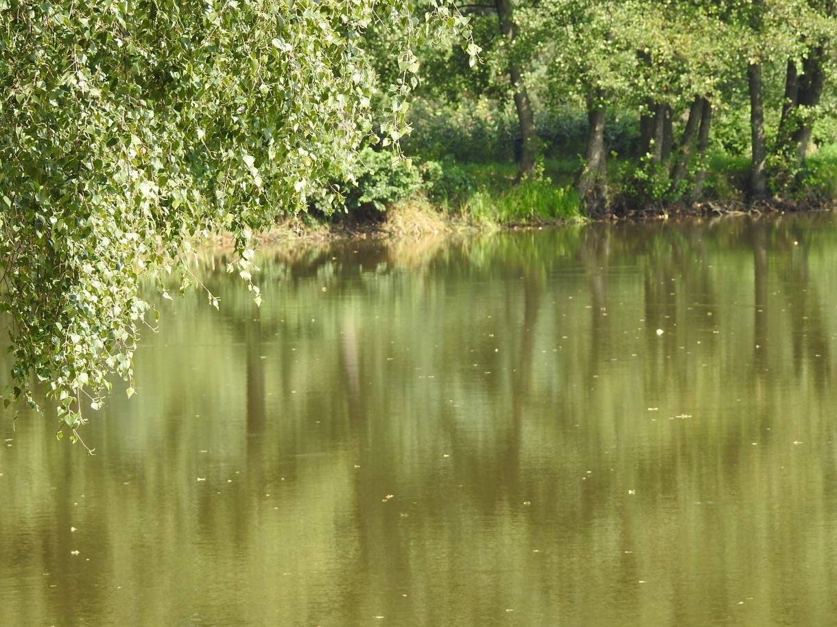 Leśne klimaty, ZWYKŁE I NIEZWYKŁE