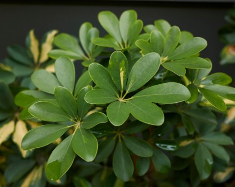 Szeflera drzewkowata (Schefflera arboricola)