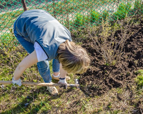 Ostatnie dni na sadzenie czarnej porzeczki. Wrzuć pod korzeń, będzie wspaniale owocować