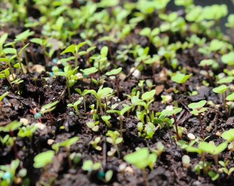 Sadzenie roślin w szklarni. Kiedy zacząć i co można posadzić?