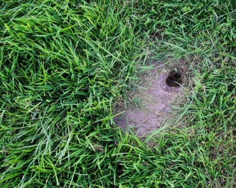Nornice niszczą zadbany ogród? 7 naturalnych sposobów na pozbycie się gryzoni