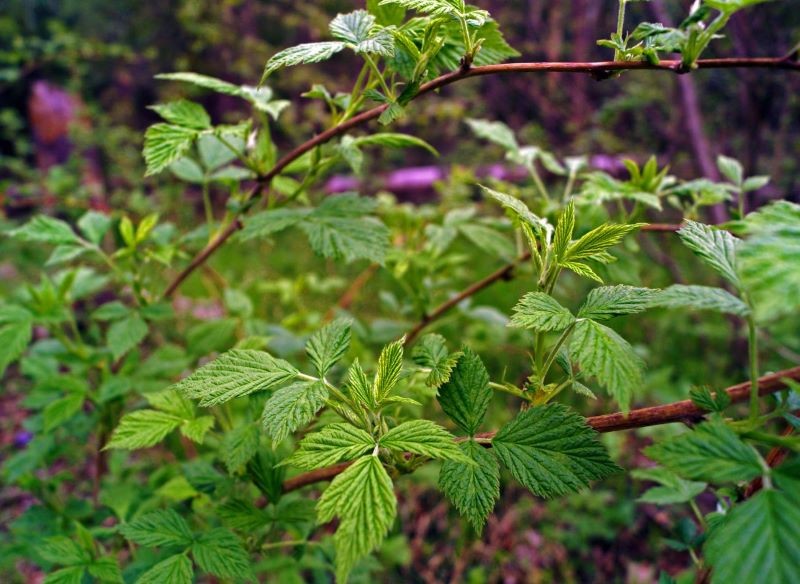 Maliny możemy sadzić wiosną lub jesienią.