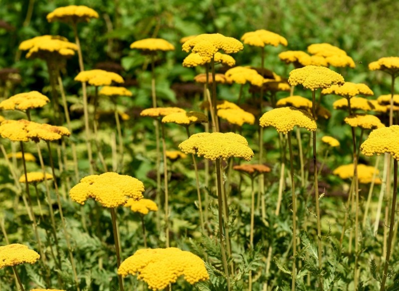 krwawnik wiązówkowaty właściwości 