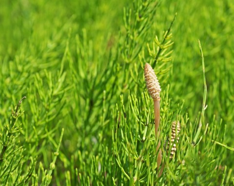 Skrzyp polny (Equisetum arvense)