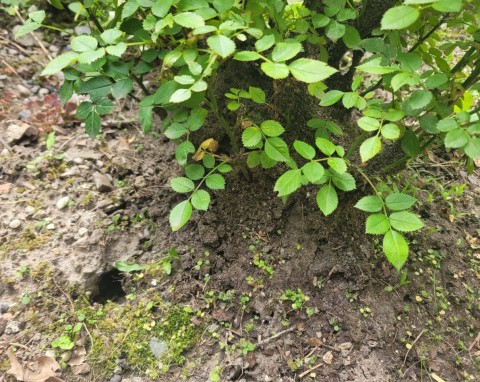Widzisz małe, ale głębokie dziury w rabacie. Wlej tam płyn domowej roboty, nornica się wyniesie