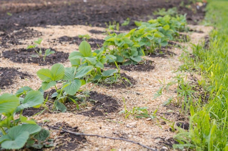 trociny na ściółkę
