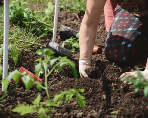 Jak zwiększyć zawiązywanie owoców pomidora? Naturalne nawozy i podlewanie