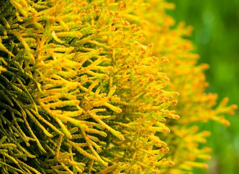 Żółknięcie pędów tui może być objawem niedoboru magnezu.