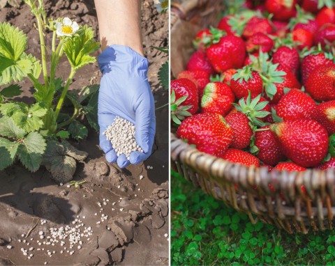 Nawożenie truskawek na wiosnę. Czym i jak dokarmiać truskawki w marcu, kwietniu i maju?