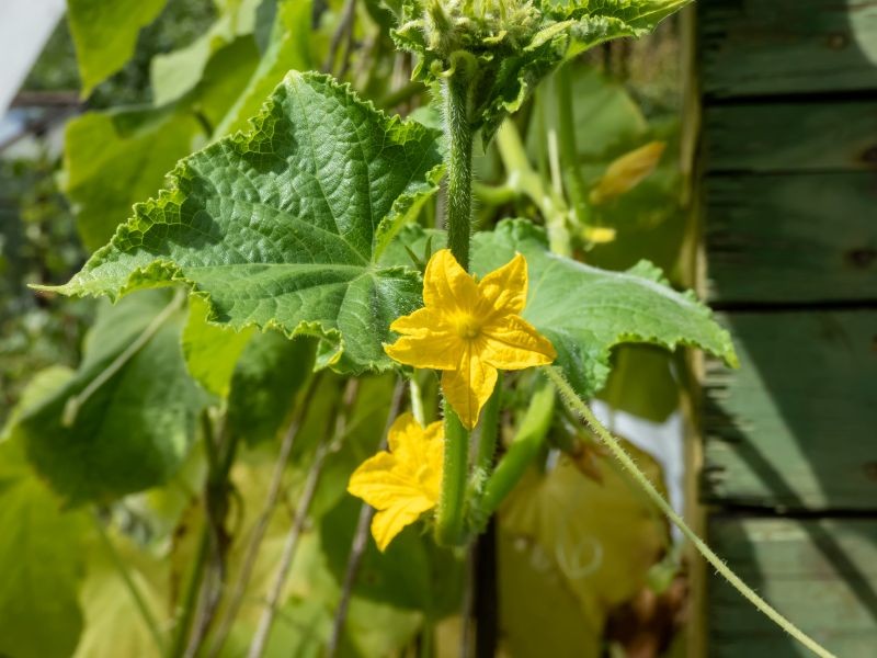 Jak pobudzić ogórki do owocowania?