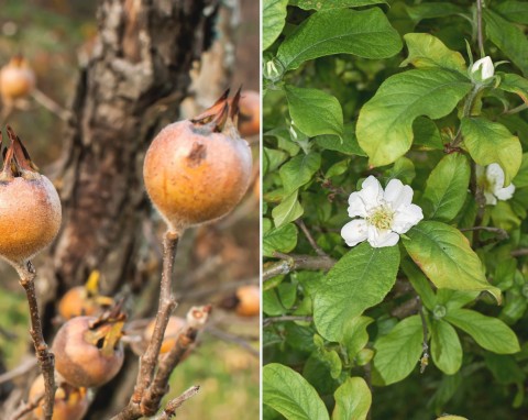 Nieszpułka zwyczajna – jesienią zdobi ogród, a jej owoce mają właściwości lecznicze. Mało znane drzewo owocowe do ogrodu
