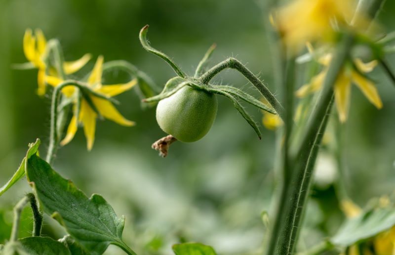 Naturalne źródła potasu pobudzą pomidory do kwitnienia i owocowania.