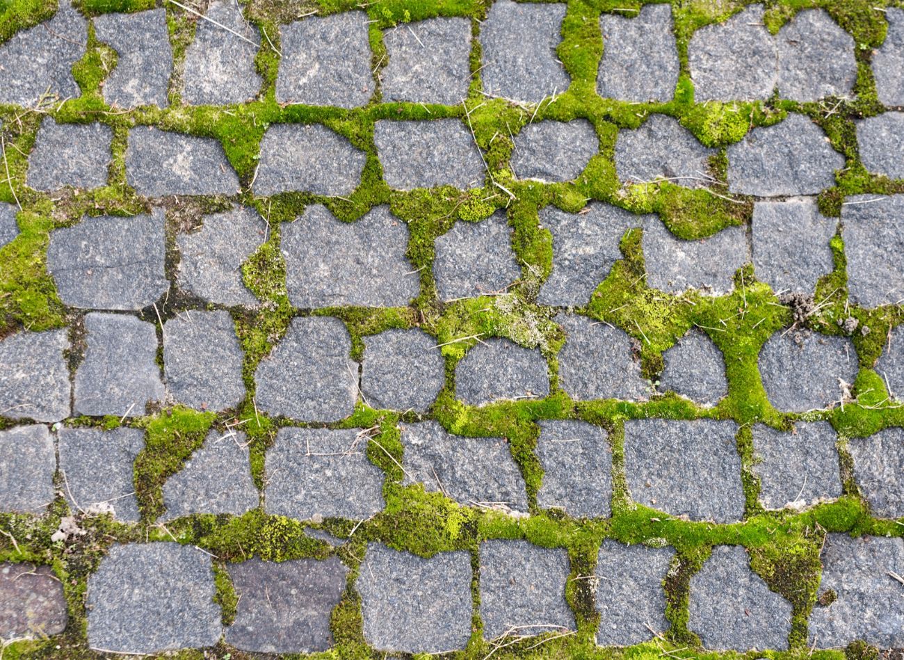  Z marszu pozbędziesz się mchu na kostce brukowej. Metoda stara jak świat