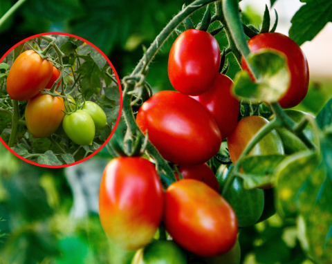 Ta odmiana pomidora jest niezniszczalna. Owoce są jędrne, twarde i słodziutkie