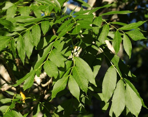 Jesion wyniosły (Fraxinus excelsior)