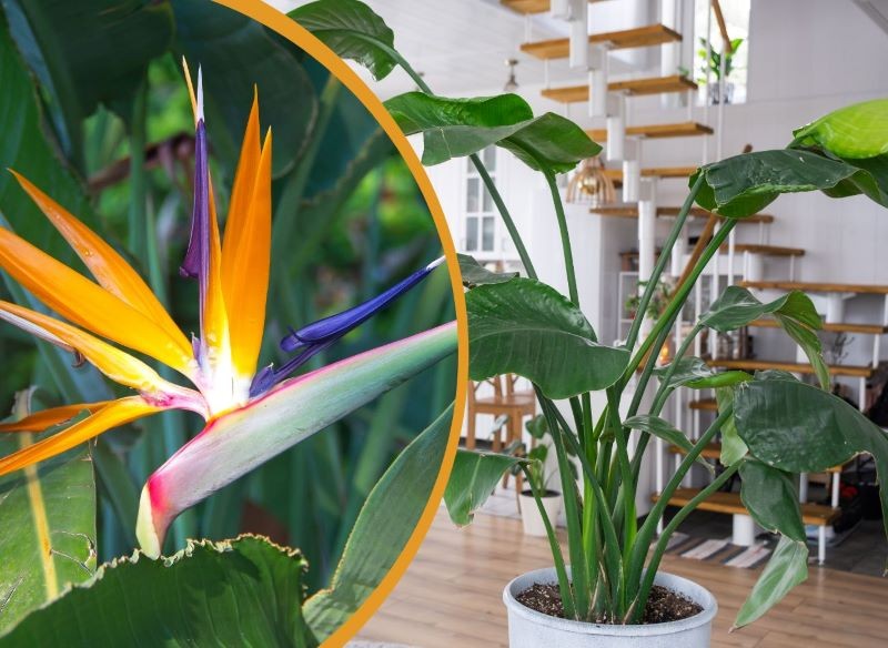 Ozdobą strelicji są jej egzotyczne kwiaty.