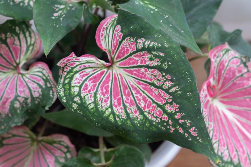 jak uprawiać kaladium domowe