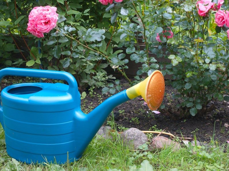 Róże po posadzeniu wymagają dalszej pielęgnacji.