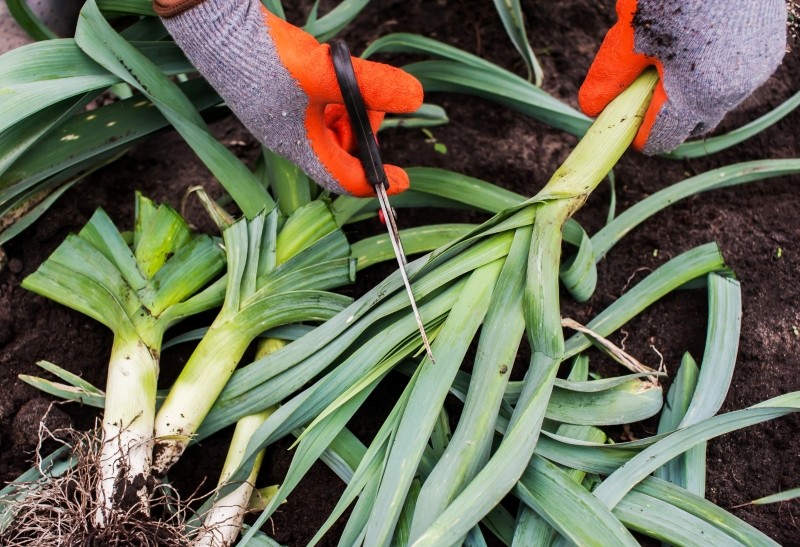 jak przechowywać pory