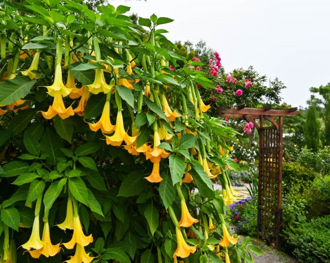 Datura – kwiat piękny, ale niebezpieczny. Sprawdź, jak uprawiać daturę w ogrodzie