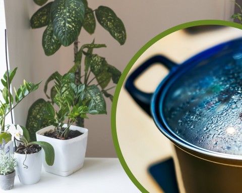 Jaką wodą najlepiej podlewać rośliny – ciepłą czy zimną?