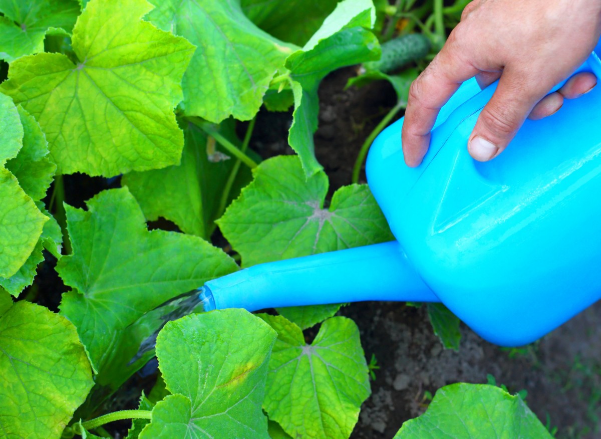 Podlewanie ogórków