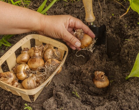 Sadzenie narcyzów na koniec lata. Zrób to dobrze, a wiosną każda cebulka wypuści kwiaty