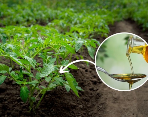Do czego stosować olej rydzowy w ogrodzie? Opryski na jego bazie niszczą nie tylko mszyce i przędziorki