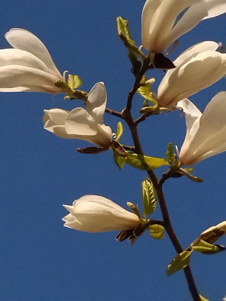 Rośliny, Majówka .................. - ...............i magnolia biała...................