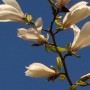 Rośliny, Majówka .................. - ...............i magnolia biała...................