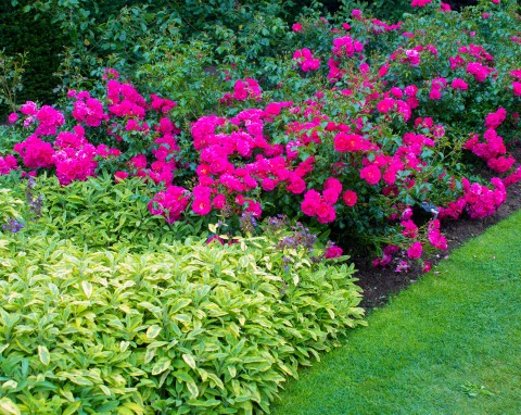 Róże okrywowe, które warto mieć w ogrodzie. Najpiękniejsze odmiany