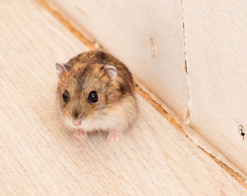 Jak odstraszyć myszy z domu. Metody z kocim żwirkiem i goździkami są bezkonkurencyjne