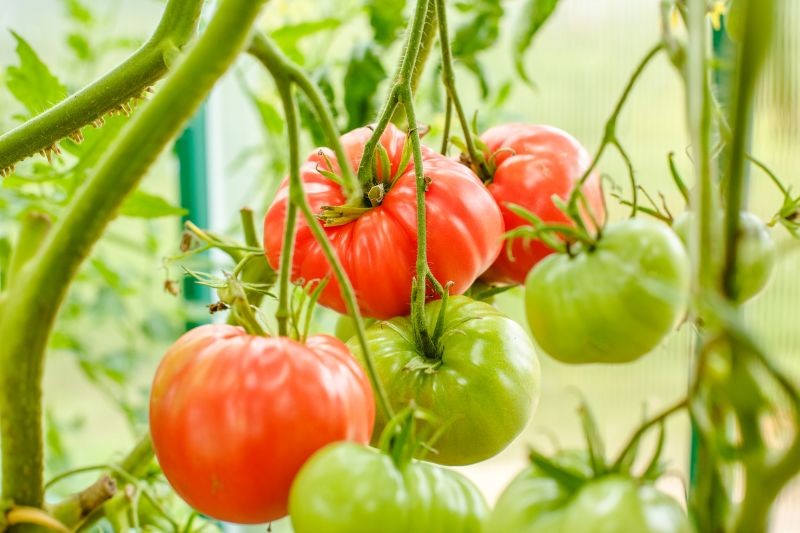 Z szarą pleśnią warto walczyć naturalnymi sposobami.
