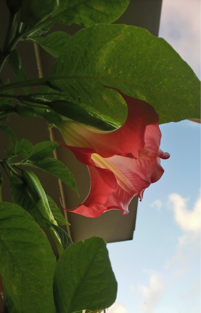 Balkon, Lato na balkonie.............moje datury........... - ...............datura koralowa...............