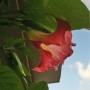 Balkon, Lato na balkonie.............moje datury........... - ...............datura koralowa...............