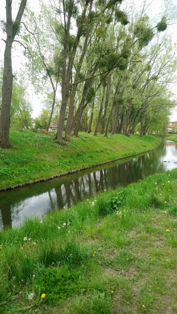 Rośliny, Majowe radości................... - .................nad stawkami.............