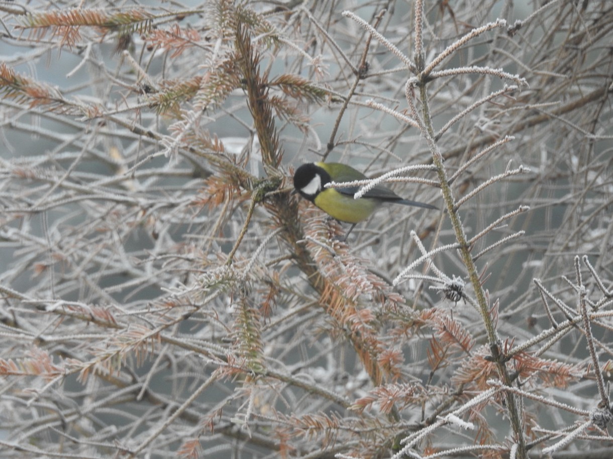 Leśne klimaty, CZEKAJĄC NA ŚWIĘTA :)