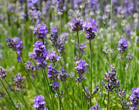 Lawenda wąskolistna (Lavandula angustifolia)